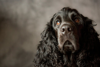 A beautiful black dog (Cocker Spaniel) looks into the camera with big brown eyes