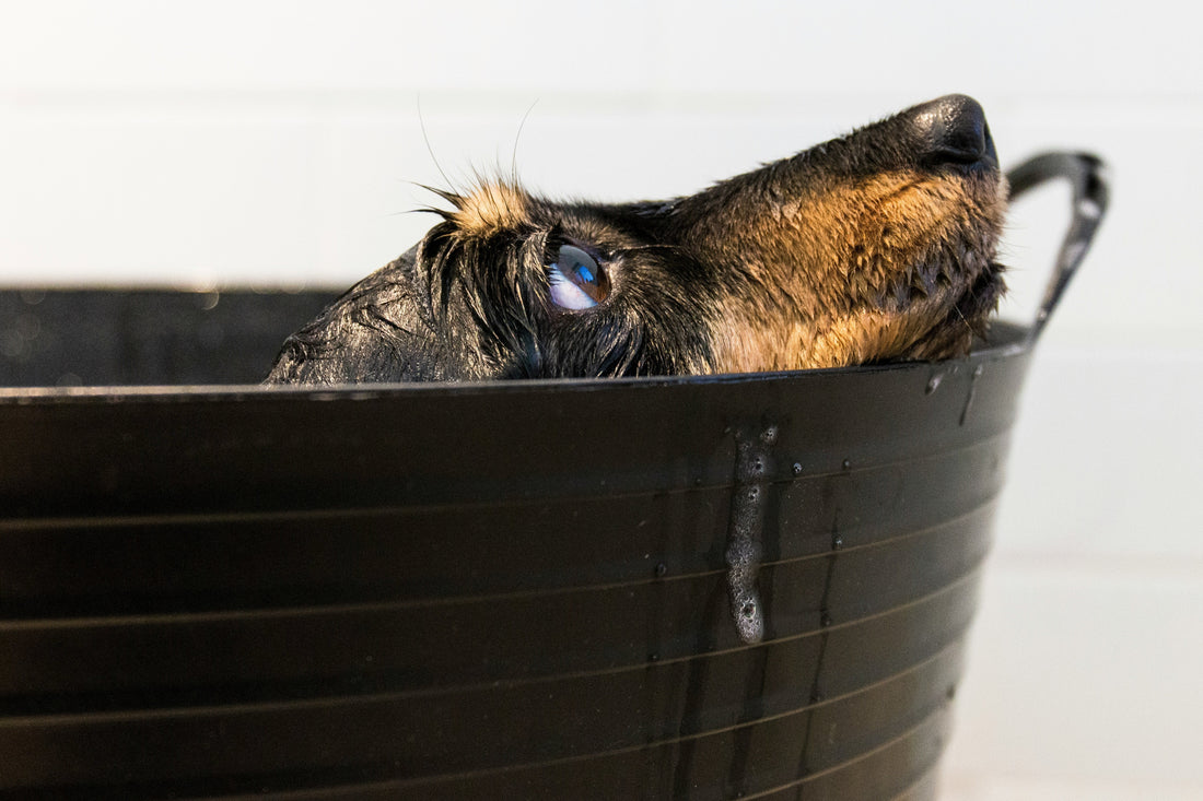 A dog is taking a bath in a large bucket.
