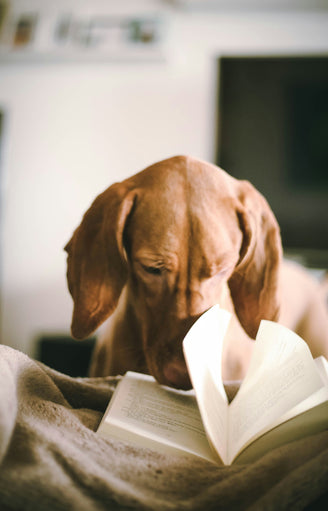 A dog is reading a book