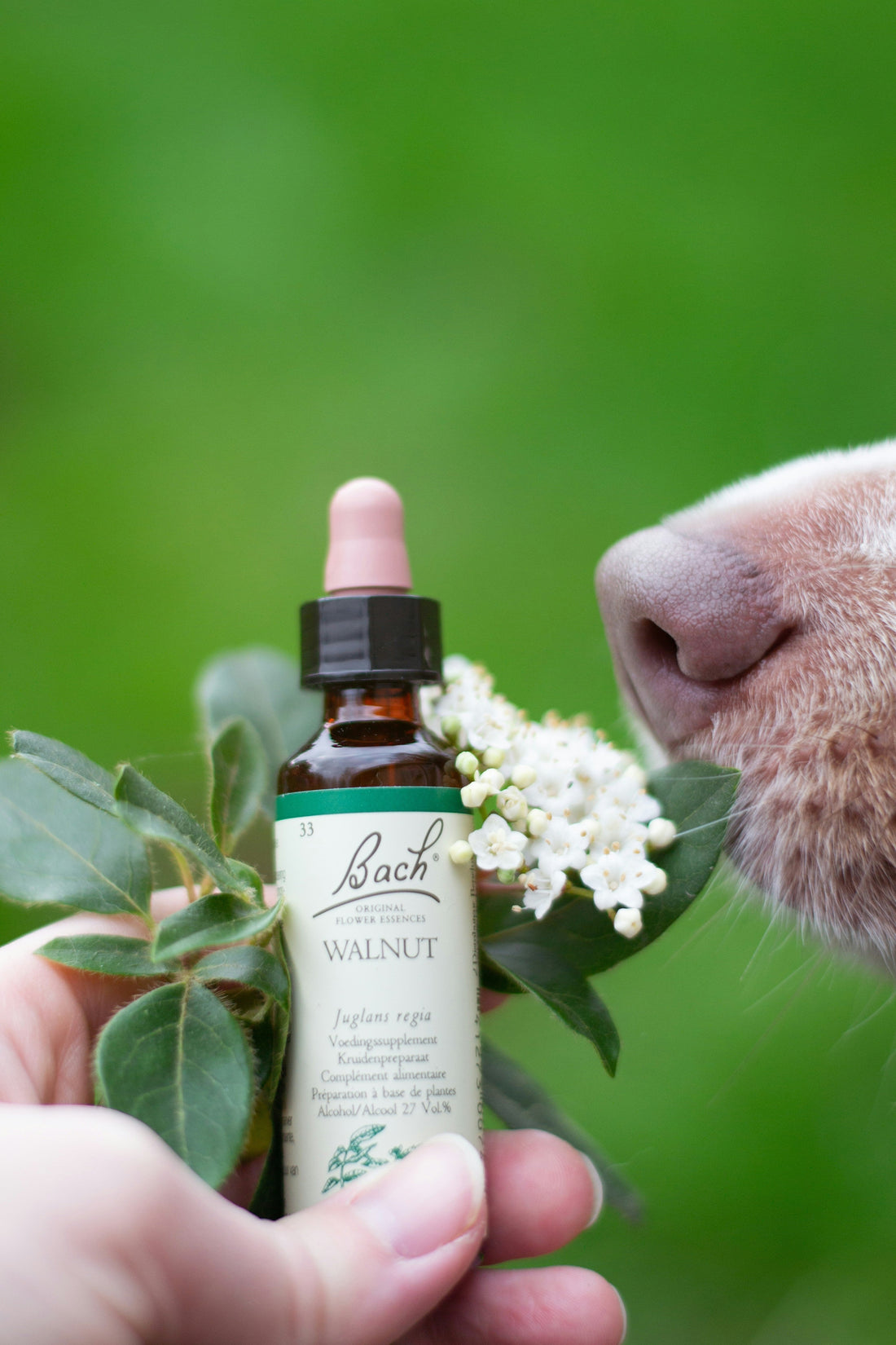 A dog smells a fragrance bottle and some flowers.
