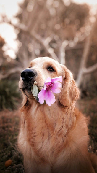 A golden retriever holds a pink flower in its mouth