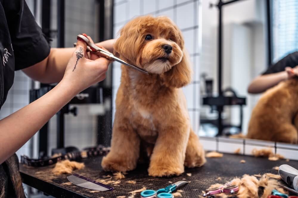 How can I help my puppy get used to regular grooming?