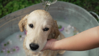 How often should I bathe my puppy to keep them smelling fresh?