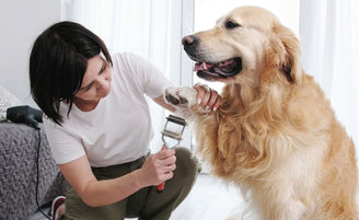 Happy golden retriever sitting in his house while being groomed by his owner, with essential grooming tools in the background